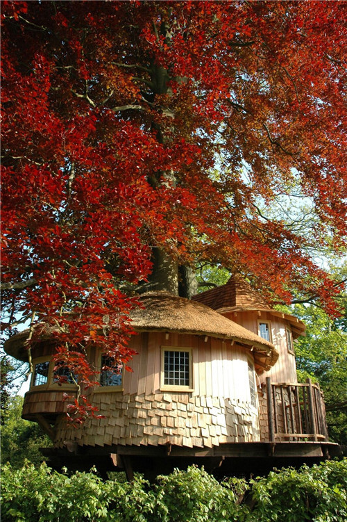 “藍森林”樹屋給你樹梢間生活的神奇體驗