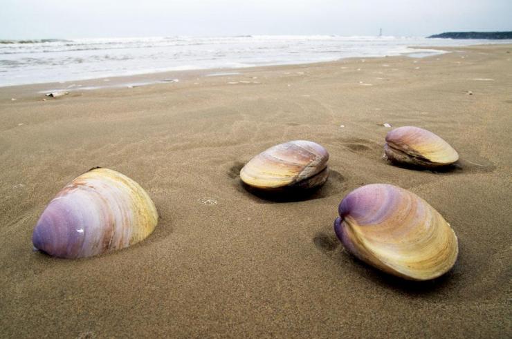 迎國際生物圈保護(hù)區(qū)日 關(guān)注海岸帶文態(tài)空間